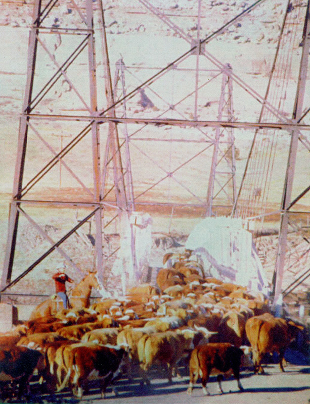 Cattle Drive Across Dewey Bridge